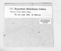 Hypochnus michelianus image